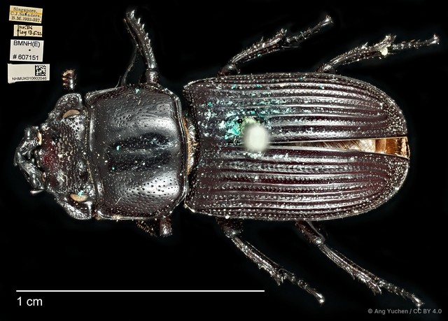 Nigidius cornutus • © Ang Yuchen • CC BY 4.0