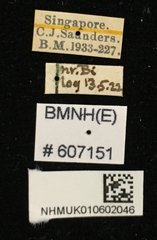 Nigidius cornutus • All Rights Reserved Museum Label