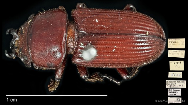 Nigidius neglectus • © Ang Yuchen • CC BY 4.0