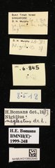 Nigidius neglectus • All Rights Reserved Museum Label