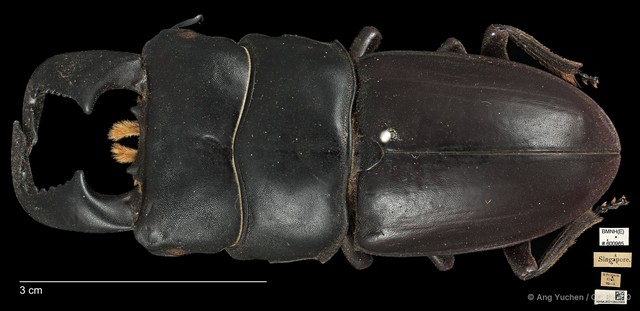 Serrognathus bucephalus • © Ang Yuchen • CC BY 4.0