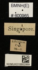 Serrognathus bucephalus • All Rights Reserved Museum Label