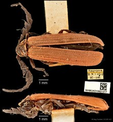 Conderis signicollis • © Ang Yuchen • CC BY 4.0