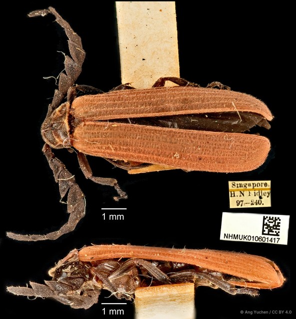 Conderis signicollis • © Ang Yuchen • CC BY 4.0