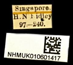 Conderis signicollis • All Rights Reserved Museum Label