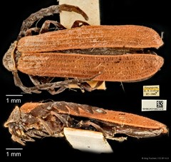 Conderis signicollis • © Ang Yuchen • CC BY 4.0