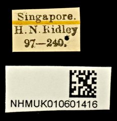 Conderis signicollis • All Rights Reserved Museum Label