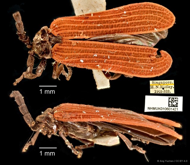 Lycidae sp. "Unknown 1" • © Ang Yuchen • CC BY 4.0