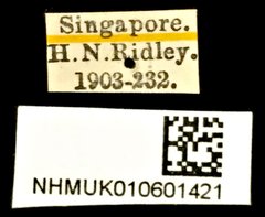 Lycidae sp. "Unknown 1" • All Rights Reserved Museum Label