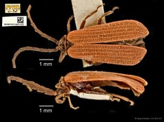 Lycidae sp. "Unknown 1" • © Ang Yuchen • CC BY 4.0