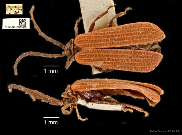 Lycidae sp. "Unknown 1"