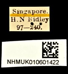 Lycidae sp. "Unknown 1" • All Rights Reserved Museum Label