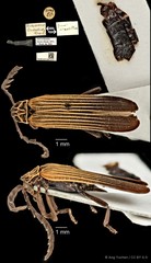 Metriorrhynchus lineatus • © Ang Yuchen • CC BY 4.0