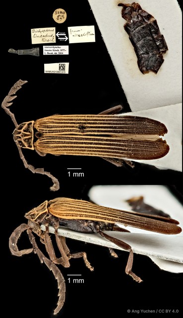 Metriorrhynchus lineatus • © Ang Yuchen • CC BY 4.0