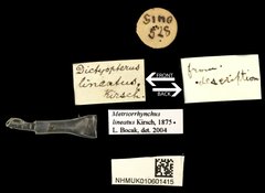 Metriorrhynchus lineatus • All Rights Reserved Museum Label