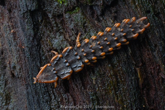 Platerodrilus ngi • © Kenneth Chin • All Rights Reserved