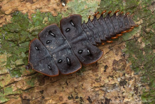 Platerodrilus ruficollis • © Kenneth Chin • All Rights Reserved