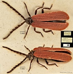 Taphes brevicollis • © Ang Yuchen • CC BY 4.0