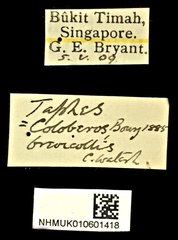 Taphes brevicollis • All Rights Reserved Museum Label