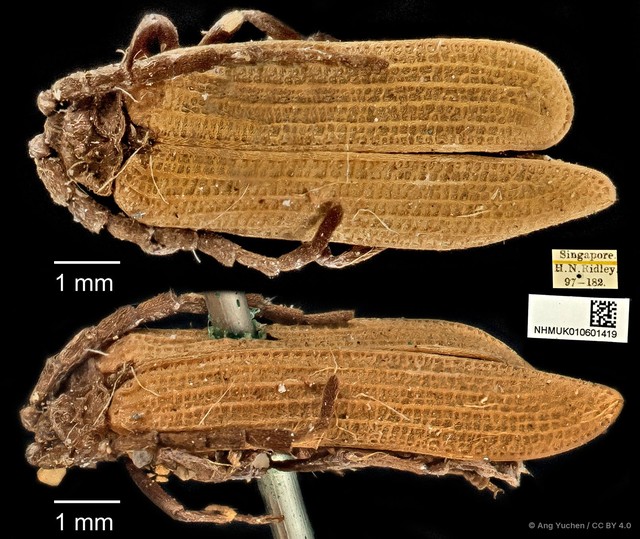 Taphes brevicollis