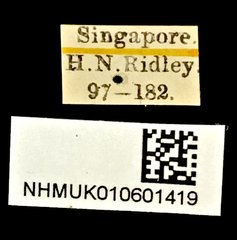 Taphes brevicollis • All Rights Reserved Museum Label