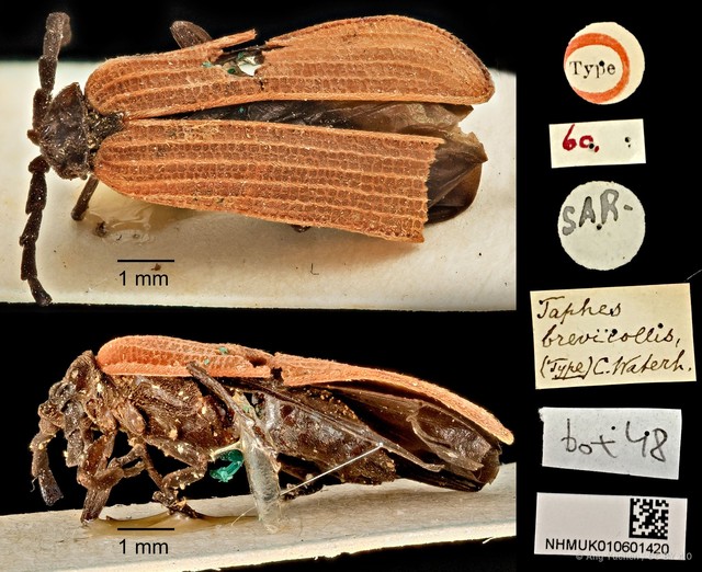 Taphes brevicollis