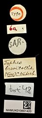 Taphes brevicollis • All Rights Reserved Museum Label