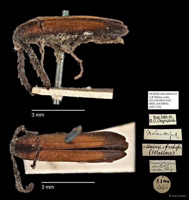 Melandryidae sp. "AYC 225" • © Ang Yuchen • All Rights Reserved