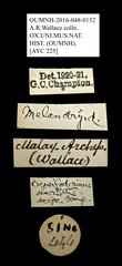 Melandryidae sp. "AYC 225" • All Rights Reserved Museum Label