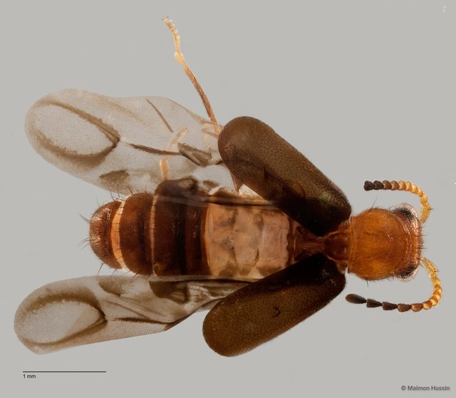 Melyridae sp. "ZRCBDP0060089" • © Maimon Hussin • All Rights Reserved