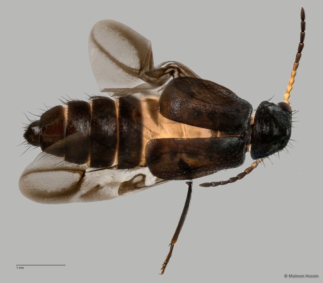 Melyridae sp. "ZRCBDP0063741" • © Maimon Hussin • All Rights Reserved