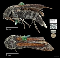 Mordellidae sp. "AYC 152" • © Ang Yuchen • All Rights Reserved