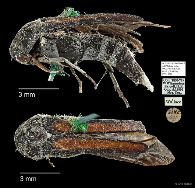Mordellidae sp. "AYC 152" • © Ang Yuchen • All Rights Reserved