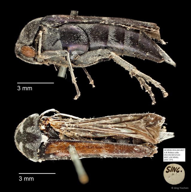 Mordellidae sp. "AYC 257" • © Ang Yuchen • All Rights Reserved