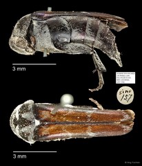 Mordellidae sp. "AYC 258" • © Ang Yuchen • All Rights Reserved