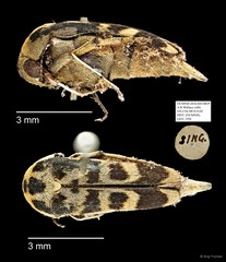 Mordellidae sp. "AYC 259" • © Ang Yuchen • All Rights Reserved