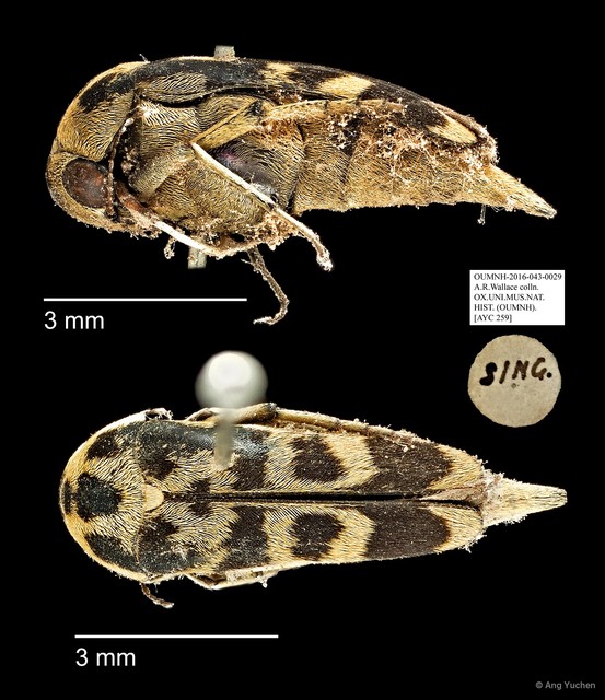 Mordellidae sp. "AYC 259" • © Ang Yuchen • All Rights Reserved