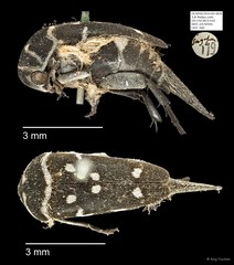 Mordellidae sp. "AYC 260" • © Ang Yuchen • All Rights Reserved