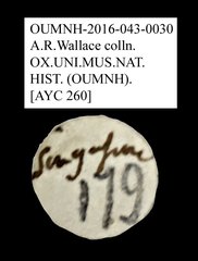 Mordellidae sp. "AYC 260" • All Rights Reserved Museum Label