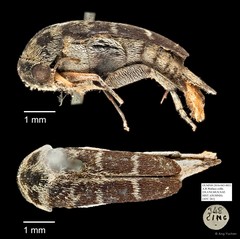Mordellidae sp. "AYC 261" • © Ang Yuchen • All Rights Reserved