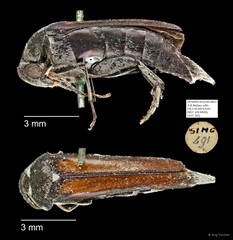 Mordellidae sp. "AYC 262"