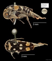 Mordellidae sp. "AYC 263" • © Ang Yuchen • All Rights Reserved