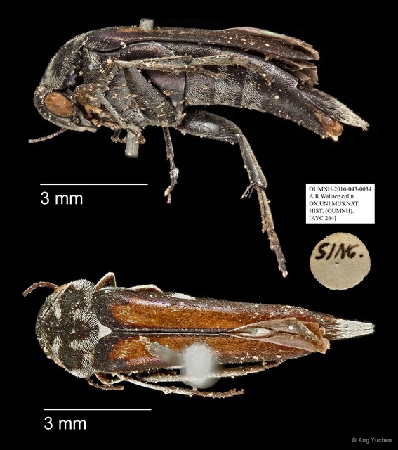 Mordellidae sp. "AYC 264" • © Ang Yuchen • All Rights Reserved
