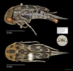 Mordellidae sp. "AYC 265" • © Ang Yuchen • All Rights Reserved