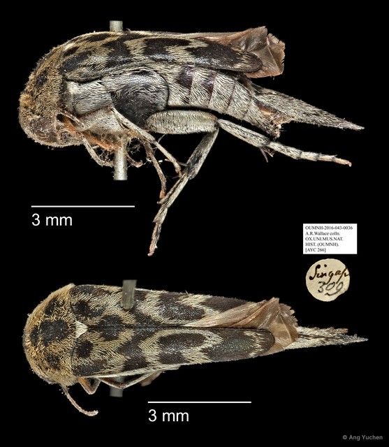 Mordellidae sp. "AYC 266" • © Ang Yuchen • All Rights Reserved