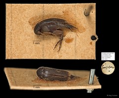 Mordellidae sp. "AYC 267" • © Ang Yuchen • All Rights Reserved