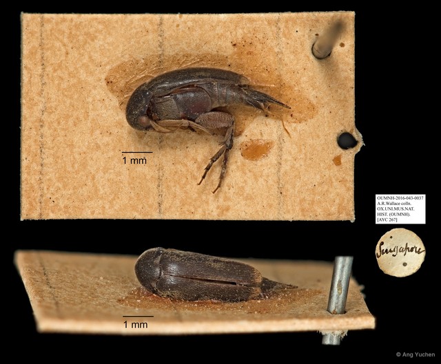 Mordellidae sp. "AYC 267" • © Ang Yuchen • All Rights Reserved