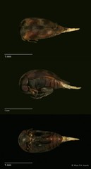 Mordellinae sp. "cf. Tomoxia ZRCBDP0056098"