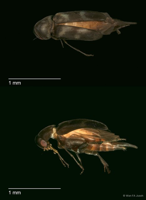 Mordellinae sp. "cf. Variimorda ZRCBDP0056103" • © Wan FA Jusoh • All Rights Reserved