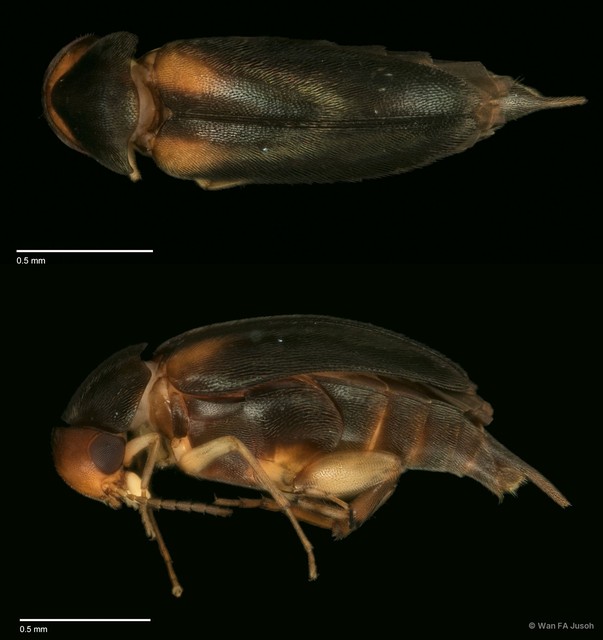 Mordellidae sp. "ZRCBDP0056112" • © Wan FA Jusoh • All Rights Reserved
